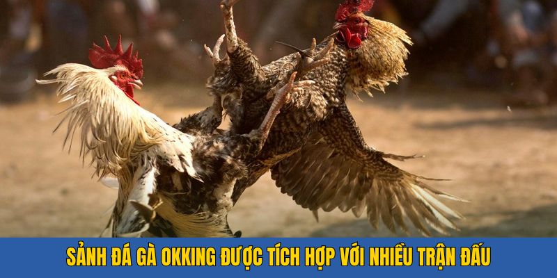 Sảnh đá gà OKKing được tích hợp với nhiều trận đấu