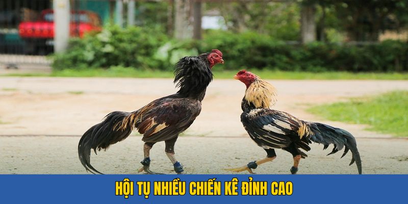 Hội tụ nhiều chiến kê đỉnh cao